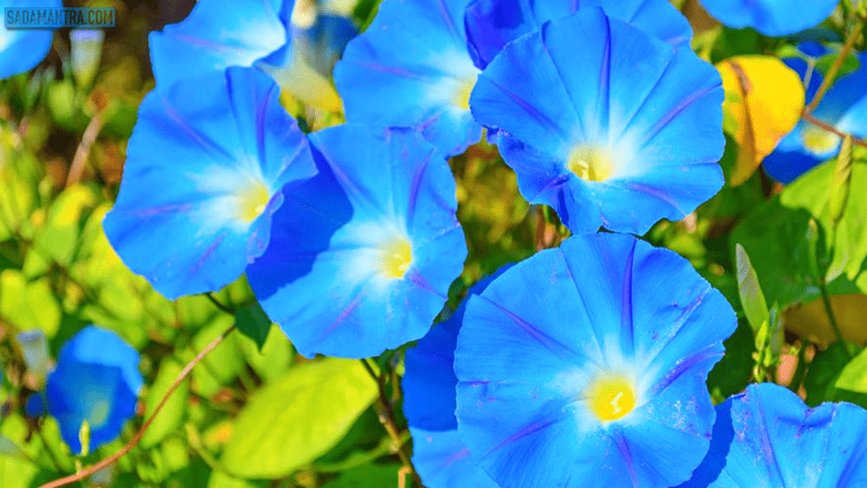 bunga morning glory liar, bunga morning glory artinya, bunga morning glory wikipedia, bunga morning glory merambat, cara menanam bibit bunga morning glory, cara menanam bunga morning glory, ciri-ciri bunga morning glory, filosofi bunga morning glory, foto bunga morning glory, gambar bunga morning glory, jenis bunga morning glory, cara jaga bunga morning glory, klasifikasi bunga morning glory, morning glory tanaman, menanam bunga morning glory, bunga rambat morning glory, cara tanam bunga morning glory, tumbuhan morning glory, warna bunga morning glory, bunga morning glory putih