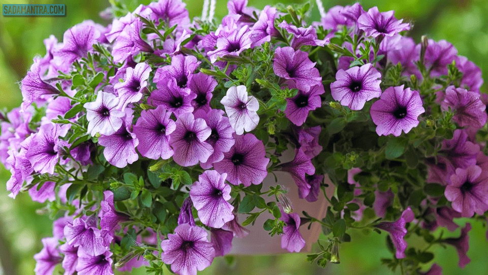 bunga petunia gantung, bunga petunia ungu, bunga petunia putih, bunga petunia pink, aneka bunga petunia, asal bunga petunia, bunga petunia cantik, contoh bunga petunia, tentang bunga petunia, foto bunga petunia, bunga petunia merah, tanaman bunga petunia, gambar bunga petunia, bunga hias petunia, bunga petunia kecil, klasifikasi bunga petunia, bunga petunia mix, bunga petunia merah putih, bunga petunia merah muda, bunga petunia wikipedia, warna bunga petunia