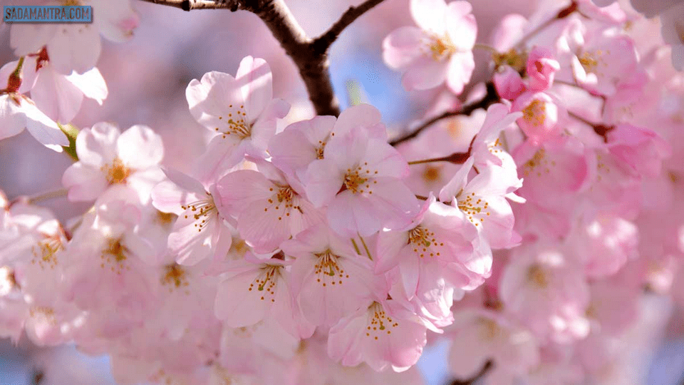 bunga sakura wallpaper, bunga sakura berasal dari, bunga sakura adalah, bunga sakura bahasa inggris, bunga sakura berasal dari mana, bunga sakura cherry blossoms, bunga sakura elegan, bunga sakura filosofi, gambar bunga sakura, bunga sakura hd, bunga sakura yang indah, bunga sakura jpg, bunga sakura lokal pink, bunga sakura mekar, bunga sakura pink, bunga sakura putih, bunga sakura warna pink, bunga sakura warna putih, bunga sakura yg indah, 5 ciri ciri bunga sakura