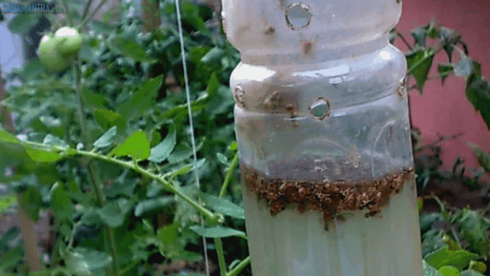 cara membasmi lalat buah,apa musuh alami lalat buah,apa nama obat pembasmi lalat buah,lalat buah takut sama apa,lalat buah takut dengan apa,lalat buah termasuk ordo apa,apa yang tidak disukai lalat buah,apakah lalat buah menggigit,apakah lalat buah kecil,nama latin lalat buah,nama obat lalat buah