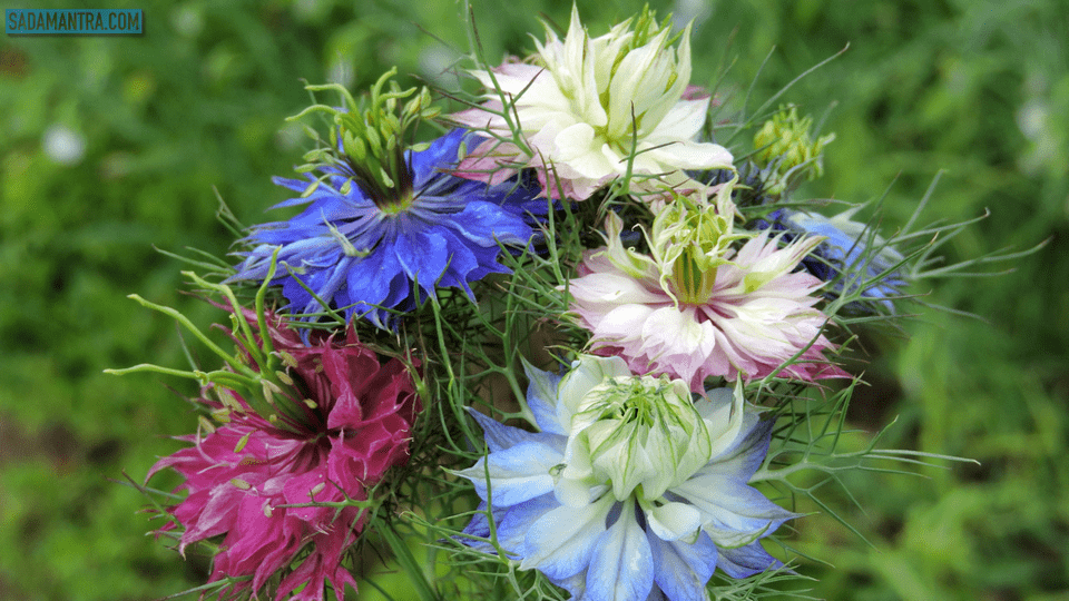 cara menanam bunga love in a mist, gambar bunga terindah dan termahal di dunia, gambar bunga terindah di indonesia, gambar bunga terindah didunia, gambar bunga terindah di papua, gb bunga cantik, bunga terindah indah, bunga paling indah terindah di dunia, bunga yang indah terindah di dunia, taman bunga terindah di indonesia, jenis bunga terindah di indonesia, bunga yang terindah di indonesia, taman bunga terindah jawa timur, bunga terindah di jawa timur, taman bunga terindah di jepang