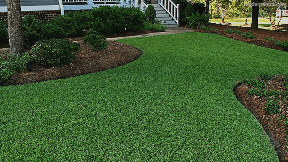 cara menanam rumput jepang yang benar, menanam rumput jepang, cara menanam rumput jepang di taman, tips menanam rumput jepang, bagaimana cara menanam rumput jepang, cara menanam rumput jepang dari biji, cara menanam rumput jepang di makam, cara menanam rumput jepang agar cepat merambat, rumput gajah mini liar,rumput mini gajah,taman dengan rumput gajah mini,hama rumput gajah mini,rumput gajah mini kering,pemasangan rumput gajah mini,rumput gajah mini untuk makam,tanah untuk rumput gajah mini,rumput gajah mini untuk taman