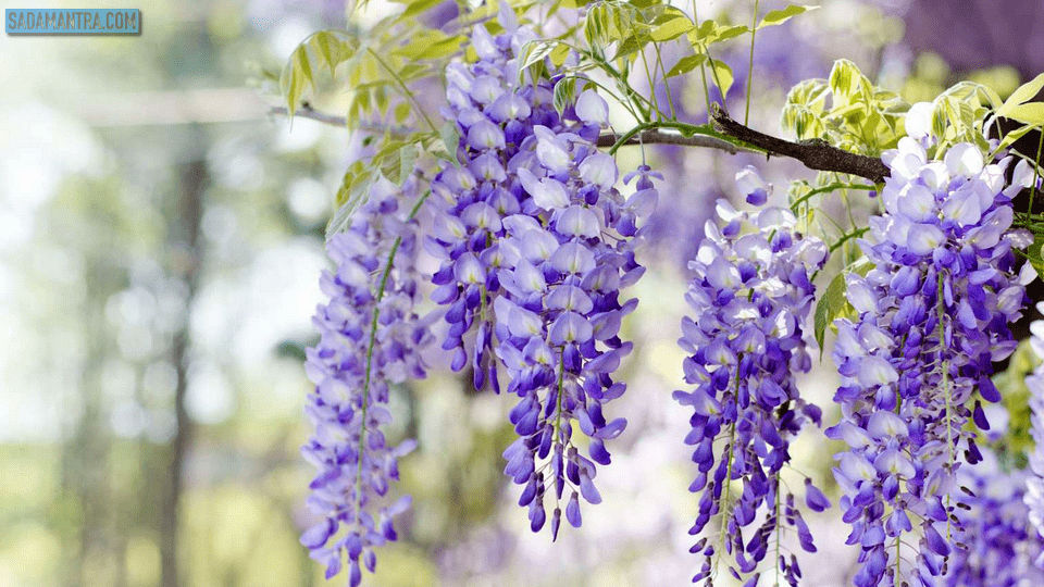 bunga wisteria beracun, bunga wisteria putih, bunga wisteria adalah, pohon bunga wisteria, gambar bunga wisteria, foto bunga wisteria, dekorasi bunga wisteria, jenis bunga wisteria, filosofi bunga wisteria, fakta bunga wisteria, bunga wisteria gantung, bunga wisteria gambar, info bunga wisteria, menanam bunga wisteria, racun bunga wisteria, bunga wisteria wikipedia, bunga wisteria wallpaper