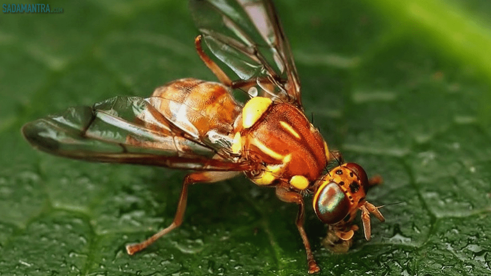 jenis lalat buah pdf,bagaimana cara lalat buah,manfaat lalat buah,berapa lama lalat buah hidup,berapa lama telur lalat buah menetas,berapa sayap lalat,ukuran lalat buah,berapa mata lalat,bahaya lalat buah,umur lalat buah