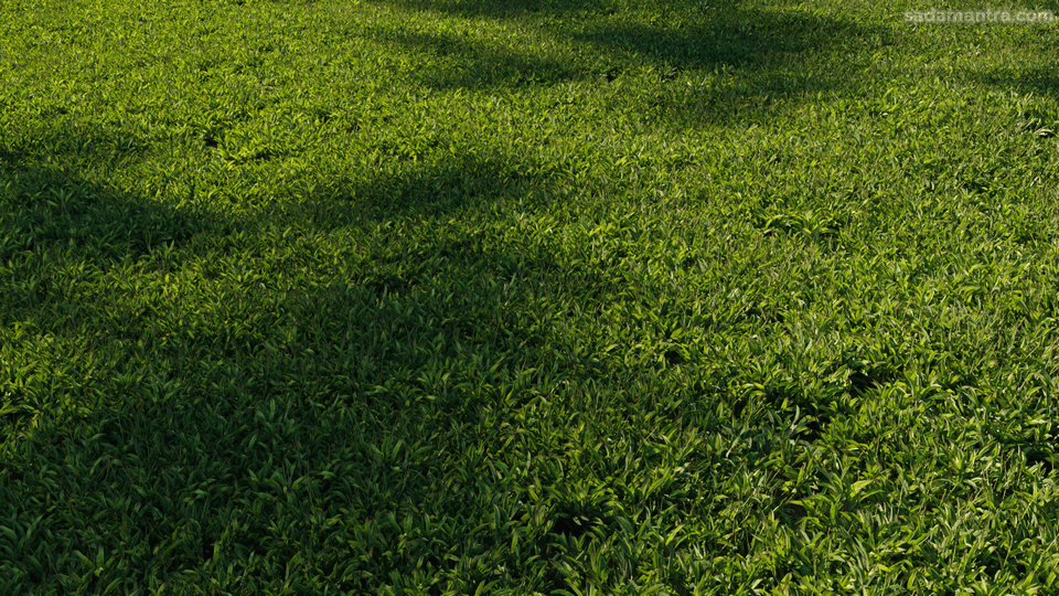 cara menanam rumput gajah mini yang benar, ayah edo akan menanam rumput gajah mini, cara menanam rumput gajah mini agar tidak tumbuh rumput liar, cara menanam rumput gajah mini dari biji, cara menanam rumput gajah mini di makam, cara menanam rumput gajah mini taman, cara menanam rumput jepang di halaman rumah, cara menanam rumput jepang agar cepat tumbuh, cara menanam rumput jepang dari benih, gajah mini rumput,benih rumput gajah mini,jarak tanam rumput gajah mini,bibit rumput gajah mini,biji rumput gajah mini,rumput gajah mini adalah,rumput gajah mini menguning,pupuk untuk rumput gajah mini