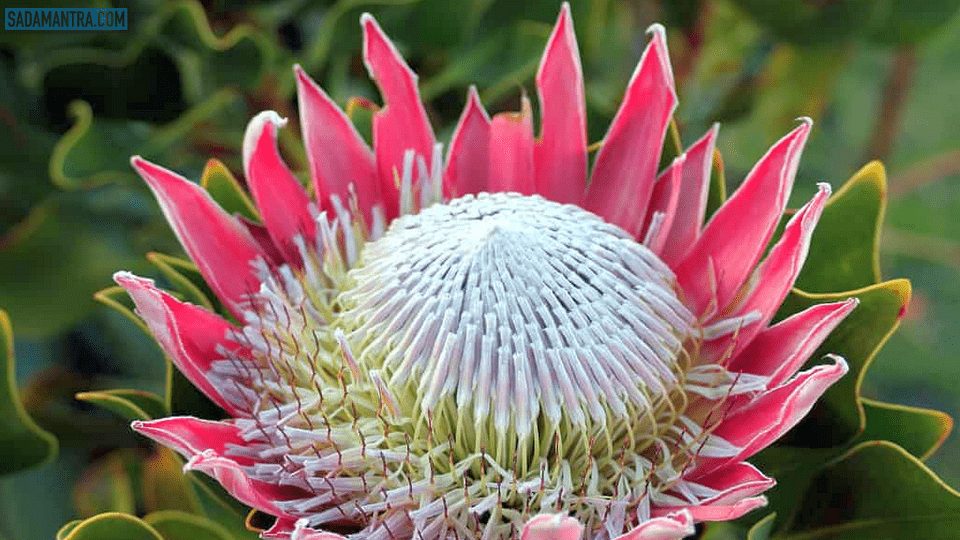 bunga proteaceae, arti bunga protea, harga bunga protea, gambar bunga protea, cara menanam bunga protea, bunga king protea, manfaat bunga protea, jual bunga protea, makna bunga protea, bunga norjat, bunga radiolen, jenis bunga terindah di dunia, bunga kaktus terindah, bunga keladi terindah, bunga kamboja terindah