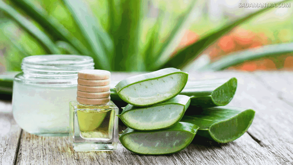 kandungan lidah buaya untuk wajah