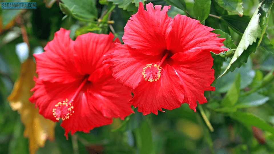 kembang sepatu adalah, kembang sepatu bahasa inggrisnya, bunga sepatu cirinya, bunga sepatu ciri ciri, bunga sepatu contoh, kembang sepatu dan penjelasannya, kembang sepatu gambar, kembang sepatu gunanya, bunga sepatu gambar, kembang sepatu (hibiscus rosa sinensis), kembang sepatu khasiat, kembang sepatu klasifikasi, kelopak kembang sepatu, bunga sepatu lengkap, kembang sepatu manfaatnya, kembang sepatu obat, kembang sepatu pink, kembang sepatu pemanfaatan, kembang sepatu untuk apa, kembang sepatu warna pink, kembang sepatu wikipedia, kembang sepatu wallpaper