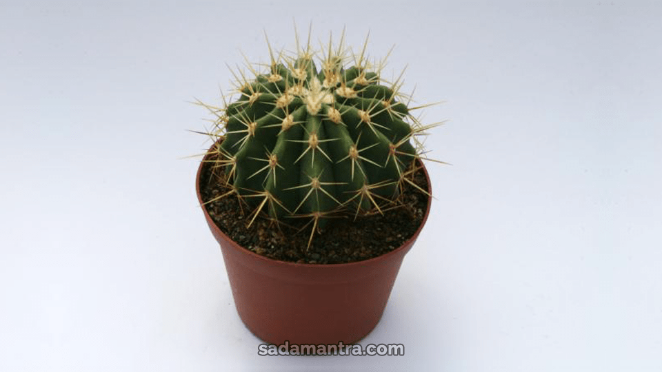 kenapa kaktus berduri,berapa lama kaktus tumbuh,berapa harga kaktus,apakah kaktus perlu disiram,buah neraka kaktus,kaktus cereus,kaktus saguaro,Ferocactus repphenhagenii, kinds of ferocactus, types of ferocactus, ferocactus cactus, cactaceae ferocactus