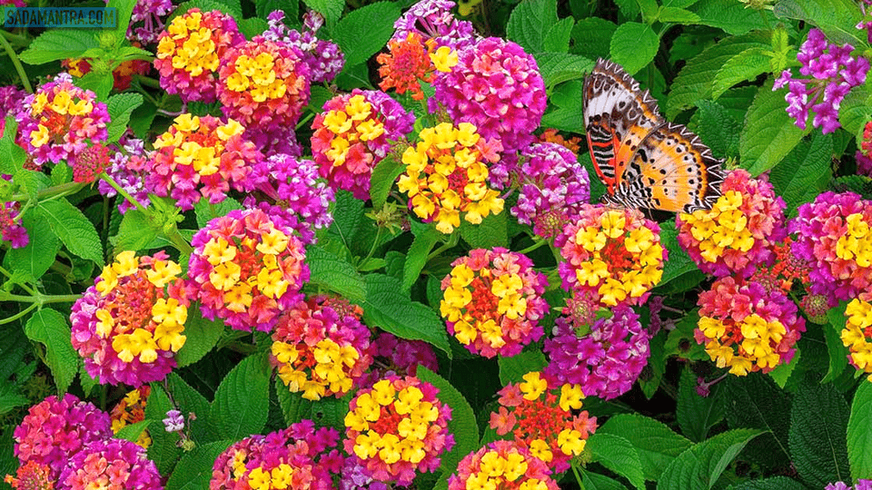 bunga lantana liar, bunga lantana kuning, bunga lantana merah, bunga lantana putih, bunga lantana adalah, bunga lantana di alam liar, aneka bunga lantana, macam bunga lantana, warna bunga lantana, bunga lantana cantik, gambar bunga lantana camara, jenis bunga lantana camara, tanaman bunga lantana, foto bunga lantana, gambar bunga lantana, bunga hias lantana, klasifikasi bunga lantana, merawat bunga lantana, bunga lantana tahan panas, tentang bunga lantana, bunga lantana warna warni