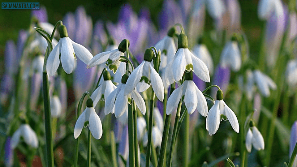 bunga snowdrops, bunga snowdrops wallpaper, arti bunga snowdrop, gambar bunga snowdrop, gambar bunga snowdrops, arti dari bunga snowdrop, makna bunga snowdrop