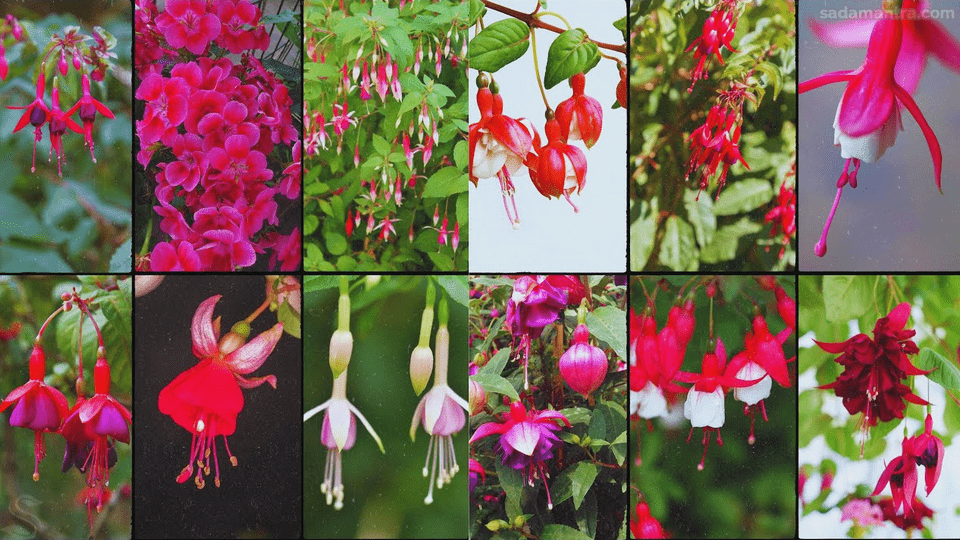 harga bunga fuchsia, fuchsia, fuchsia colour, fuchsia color, fuchsia warna, fuchsia google