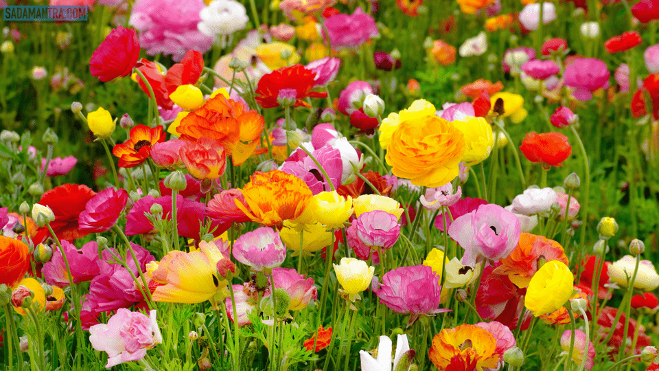 arti bunga ranunculus, jual bunga ranunculus, budidaya bunga ranunculus, cara menanam bunga ranunculus, nama latin bunga ranunculus, jual umbi bunga ranunculus, bunga ranunculus di indonesia, makna bunga ranunculus, bunga kertas terindah di dunia, bunga terindah di korea, bunga terindah untuk kekasih, bunga keladi tercantik, bunga keladi tercantik di dunia, bunga terindah lagu, bunga langka terindah