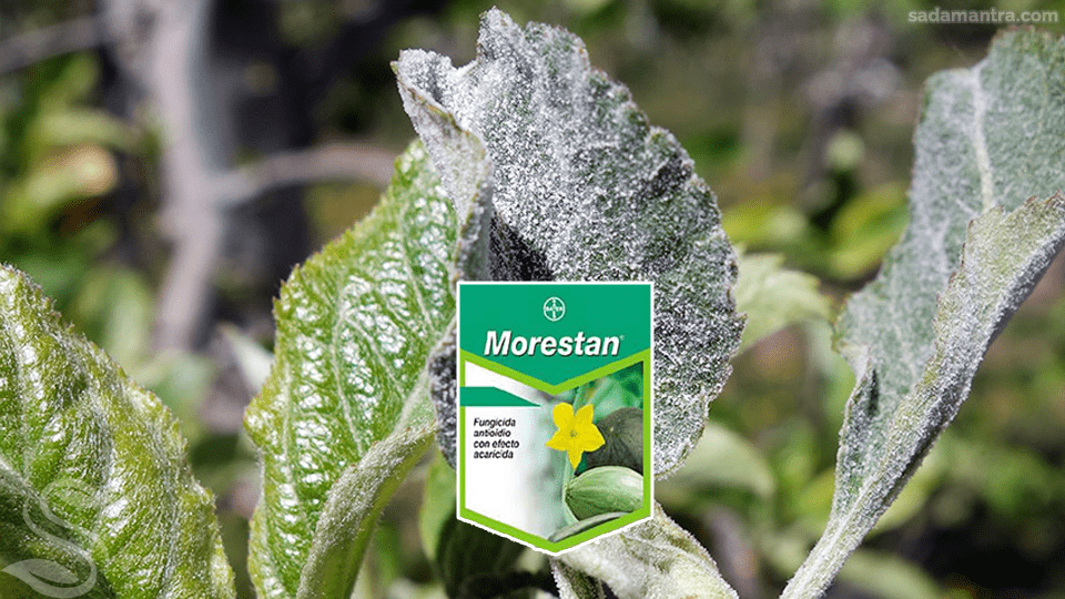 pengendalian penyakit embun tepung,mengatasi embun tepung pada melon,pengendalian embun tepung,embun tepung pada melon, fungisida, fungisida adalah,fungisida alami, fungisida amistartop,penyakit embun tepung