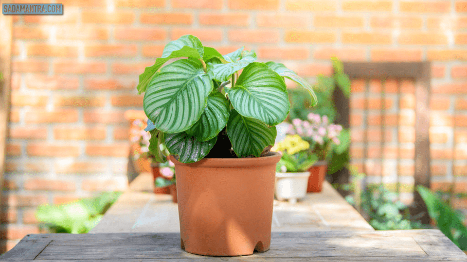 apa itu bunga calathea,Bunga Calathea,apa manfaat bunga calathea,apakah bunga calathea,apa yang dimaksud dengan tanaman doa,mengapa disebut tanaman berdoa,bunga calathea pisang,jenis bunga calathea,tanaman hias calathea pisang,apakah bunga calathea, apa media tanam untuk calathea