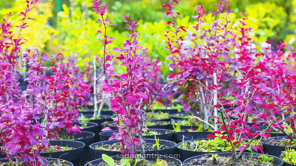 tanaman hias luar ruangan seperti, manfaat tanaman hias luar ruangan, tanaman hias pembersih udara luar ruangan, tanaman hias umumnya ditanam di luar ruangan, tanaman hias luar rumah, tanaman hias outdoor adalah, jenis tanaman hias luar ruangan, tanaman hias di luar ruangan, tanaman hias untuk outdoor, tanaman hias outdoor tahan panas, tanaman hias outdoor adalah, tanaman hias outdoor dan indoor, tanaman hias outdoor plant, tanaman hias air outdoor, tanaman hias daun outdoor adalah