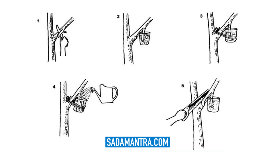 cara mencangkok pohon jambu, cara cangkok jambu air, cara mencangkok pohon jambu air, cara mencangkok jambu air, cara cangkok jambu biji, cara mencangkok jambu kristal, cara mencangkok jambu biji, menanam pohon jambu, budidaya jambu biji, cara mencangkok pohon jambu,contoh tanaman mencangkok,kesimpulan mencangkok,gambar cara mencangkok,kekurangan mencangkok,kelebihan dan kekurangan mencangkok