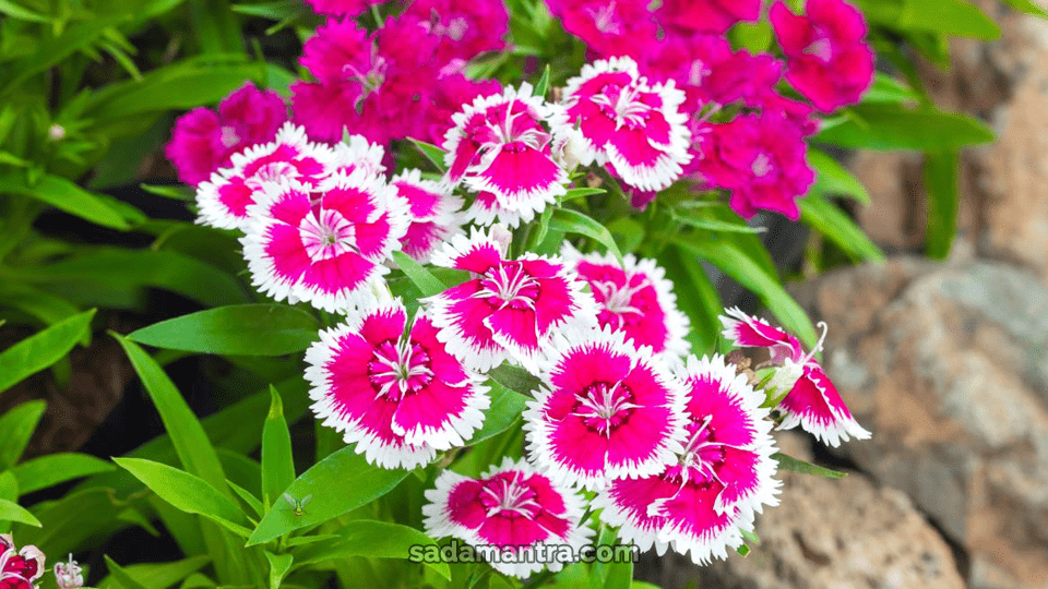 menanam tanaman hias di halaman rumah, nama tanaman hias halaman rumah, tanaman hias peneduh halaman rumah, tanaman hias penyejuk halaman, tanaman hias untuk halaman rumah, bagaimana cara menanam tanaman hias di halaman terbuka, tanaman hias di halaman, tanaman hias di depan pagar, 3 tanaman hias, 5 tanaman hias, pohon hias halaman rumah, tanaman hias depan rumah tahan panas, tanaman hias depan rumah minimalis, tanaman hias depan rumah sederhana