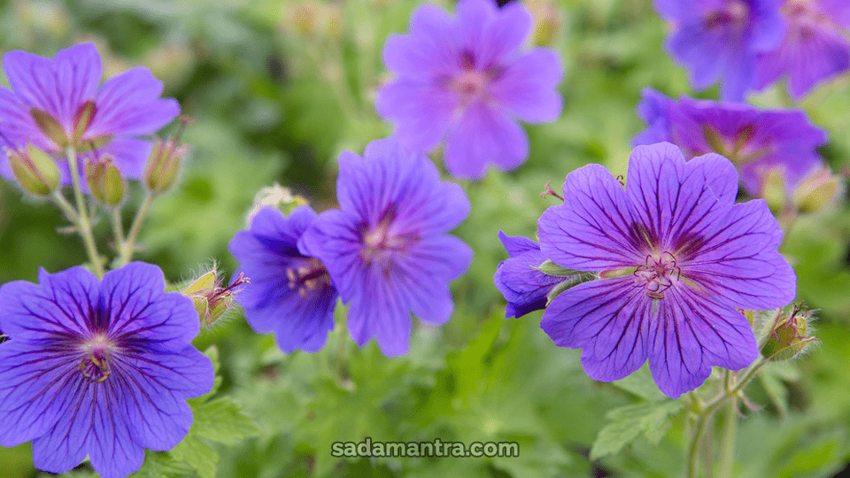 tanaman hias yang cocok di halaman rumah, tanaman hias yang cocok untuk halaman rumah, tanaman hias halaman depan rumah, jenis tanaman hias di halaman rumah, menata tanaman hias di halaman rumah, tanaman di halaman, tanaman hias di halaman rumah, gambar tanaman hias halaman rumah, gambar tanaman hias di halaman rumah, harga tanaman hias halaman rumah, jenis tanaman hias halaman rumah, jenis tanaman hias untuk halaman rumah, jenis tanaman hias di halaman, tanaman hias untuk halaman kantor, tanaman hias untuk halaman rumah minimalis