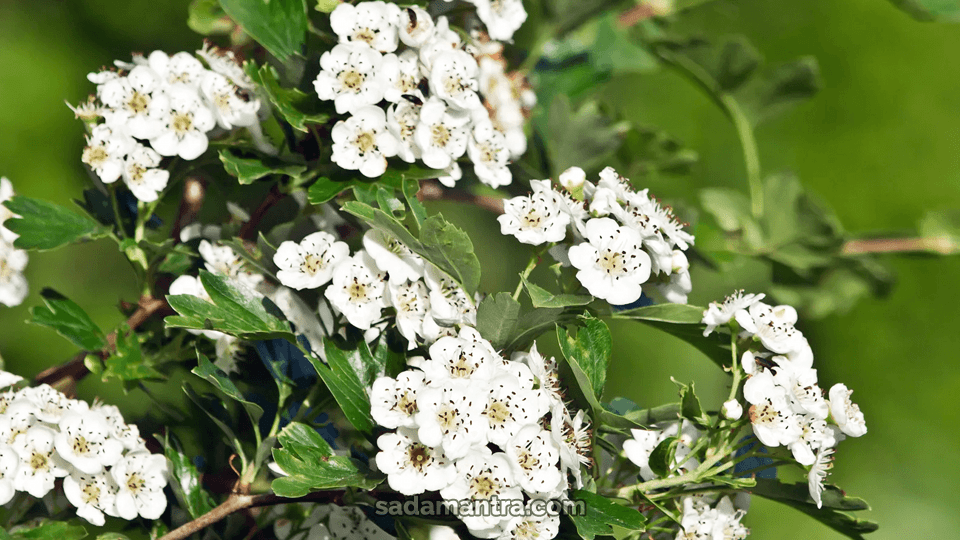 tanaman hias di teras rumah, tanaman depan pagar, tanaman hias depan rumah minimalis modern, menata tanaman hias depan rumah, nama tanaman hias depan rumah, tanaman pot depan rumah, tanaman hias pot depan rumah, tanaman di depan rumah, tanaman hias depan pagar rumah, penataan tanaman hias depan rumah, rekomendasi tanaman hias depan rumah, cara menata tanaman hias depan rumah sederhana, tanaman hias taman depan rumah, tanaman hias teras depan rumah, tanaman hias untuk teras depan rumah