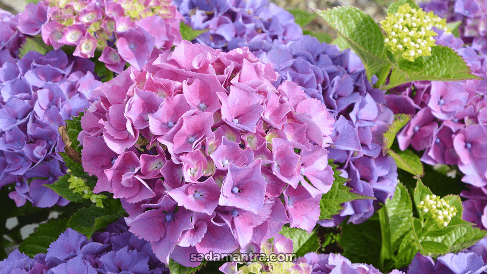 tanaman hias depan rumah dinding, tanaman hias depan rumah yang bagus, aneka tanaman hias depan rumah, cara bikin tanaman hias depan rumah, pohon hias depan rumah, model tanaman hias depan rumah, contoh tanaman hias depan rumah, cara membuat tanaman hias depan rumah, cara penataan tanaman hias depan rumah, tanaman hias di depan rumah, dekorasi tanaman hias depan rumah, desain tanaman hias depan rumah, tanaman hias depan pagar, tanaman keberuntungan depan rumah, foto tanaman hias depan rumah