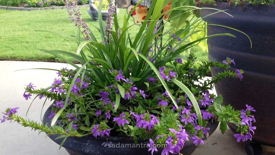 tanaman hias daun lebar outdoor, tanaman hias outdoor murah, tanaman hias outdoor mini, tanaman hias outdoor yang mudah dirawat, jenis tanaman hias outdoor murah, nama tanaman hias outdoor, tanaman outdoor, tanaman hias pot outdoor, rak tanaman hias outdoor, rekomendasi tanaman hias outdoor, syarat tumbuh tanaman hias outdoor, sebutkan jenis tanaman hias outdoor, tanaman hias tinggi outdoor, tanaman hias untuk taman outdoor, tanaman hias untuk outdoor