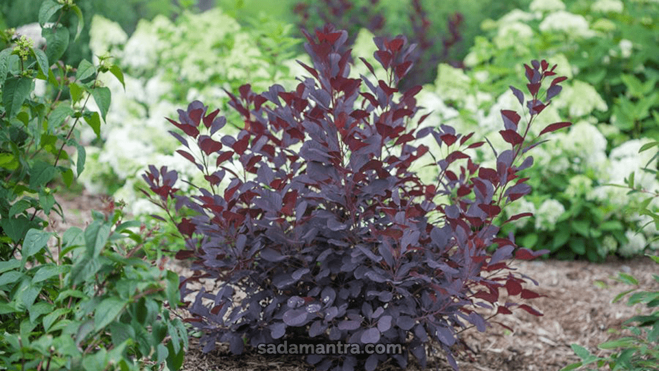 jenis tanaman hias outdoor adalah, tanaman hias outdoor berbunga, tanaman hias outdoor besar, tanaman hias outdoor beserta nama latinnya, tanaman hias bunga outdoor, pengertian tanaman hias outdoor, pohon hias outdoor, contoh tanaman hias outdoor, cara merawat tanaman hias outdoor, ciri ciri tanaman hias outdoor, contoh jenis tanaman hias outdoor, tanaman hias outdoor dalam pot, tanaman hias outdoor dan manfaatnya, tanaman hias daun outdoor, jenis tanaman hias outdoor