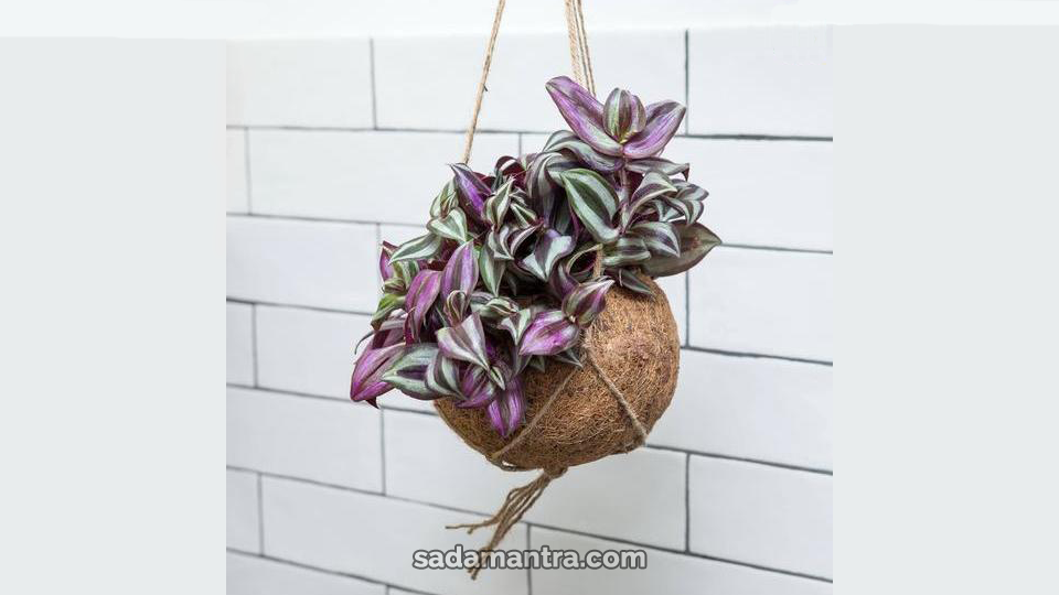 cara merawat tanaman hias tradescantia zebrina, Tanaman Hias Tradescantia Zebrina