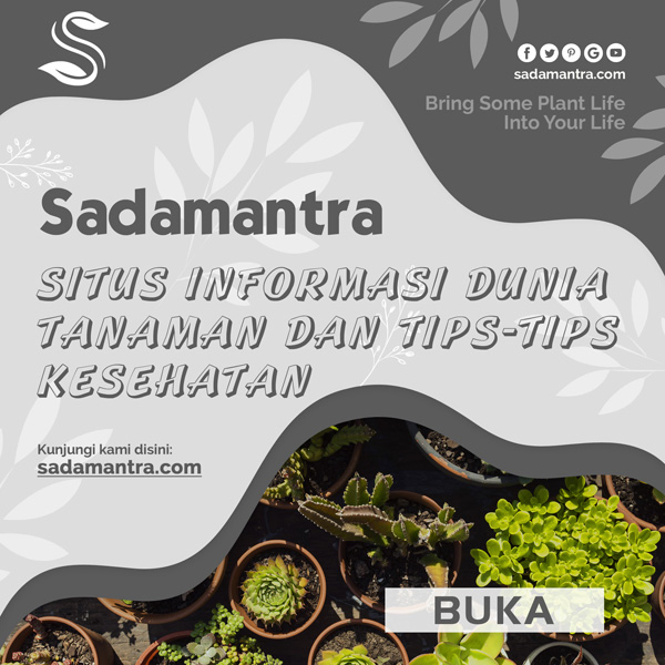 sadamantra.com - situs informasi tanaman dan kesehatan