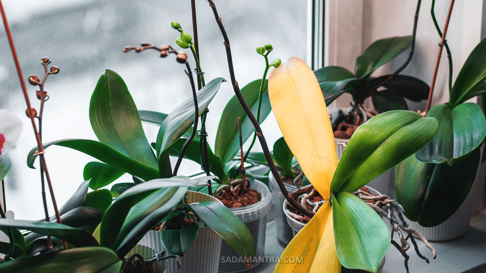 10 penyebab bunga anggrek tidak mekar berbunga, kenapa anggrek tidak mau berbunga, anggrek bulan tidak berbunga