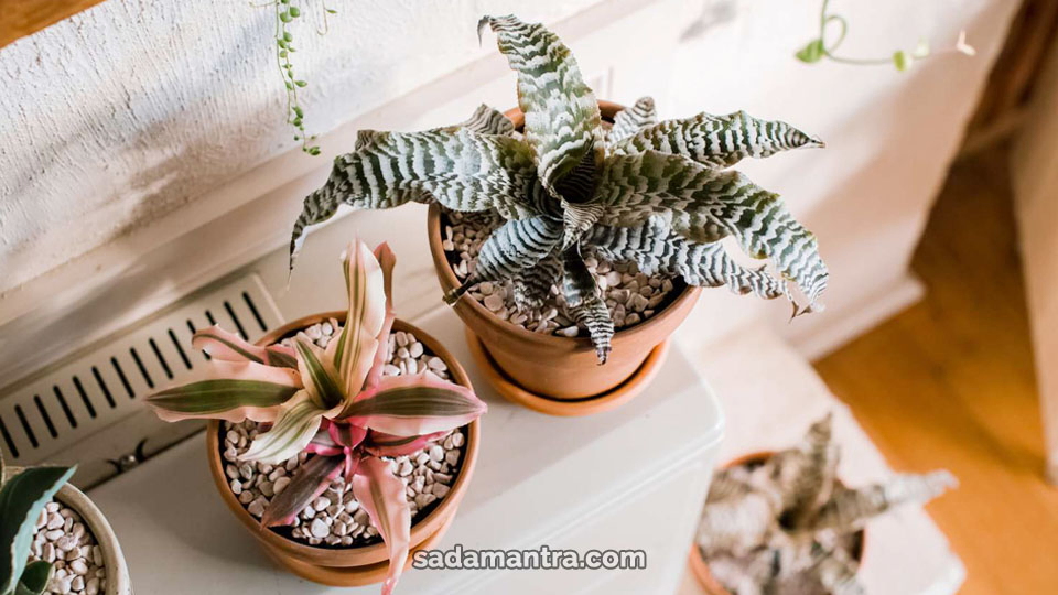 aneka jenis tanaman bromelia cryptanthus, apa arti bromeliaceae, bromeliaceae apa itu, apa itu bromelia, macam macam bunga bromelia, gambar bunga bromelia