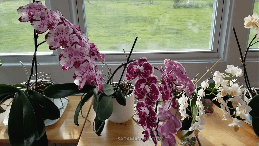 anggrek berbunga pada umur berapa?, kenapa anggrek sudah berbunga, kenapa bunga anggrek tidak berbunga