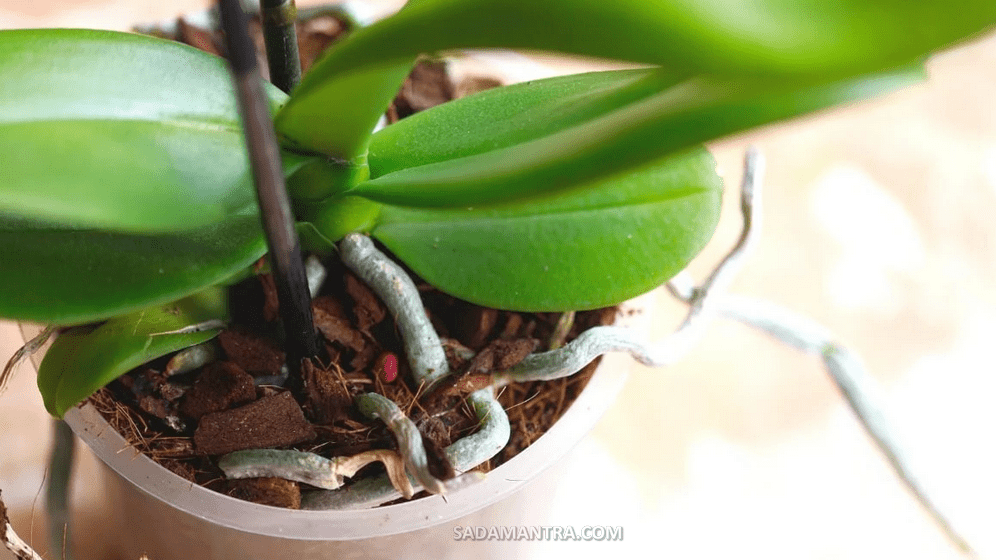 apa saja yang dapat menyebabkan bunga anggrek gagal mekar?, anggrek tidak mau berbunga, anggrek yang sering berbunga