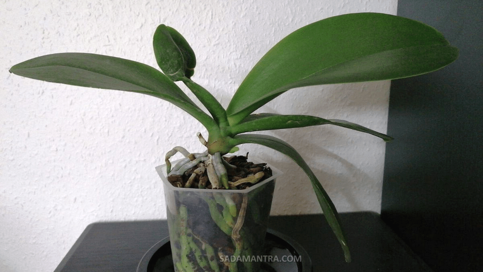 bagaimana caranya agar anggrek rajin berbunga?, mengapa anggrek tidak mau berbunga