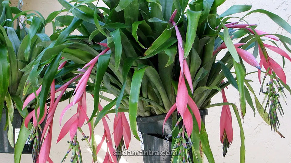 billbergia jenis bromelia termahal, tanaman hias bromelia, jenis bromelia termahal, cara merawat bromelia, bromelia variegata, jenis jenis bromelia, aneka jenis tanaman bromelia, tanaman bromelia merah