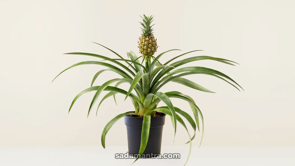 bromelia ananas, bromelia nanas, bromelia ananas, bromelia jagung, jenis tanaman bromelia, jenis tanaman hias bromelia