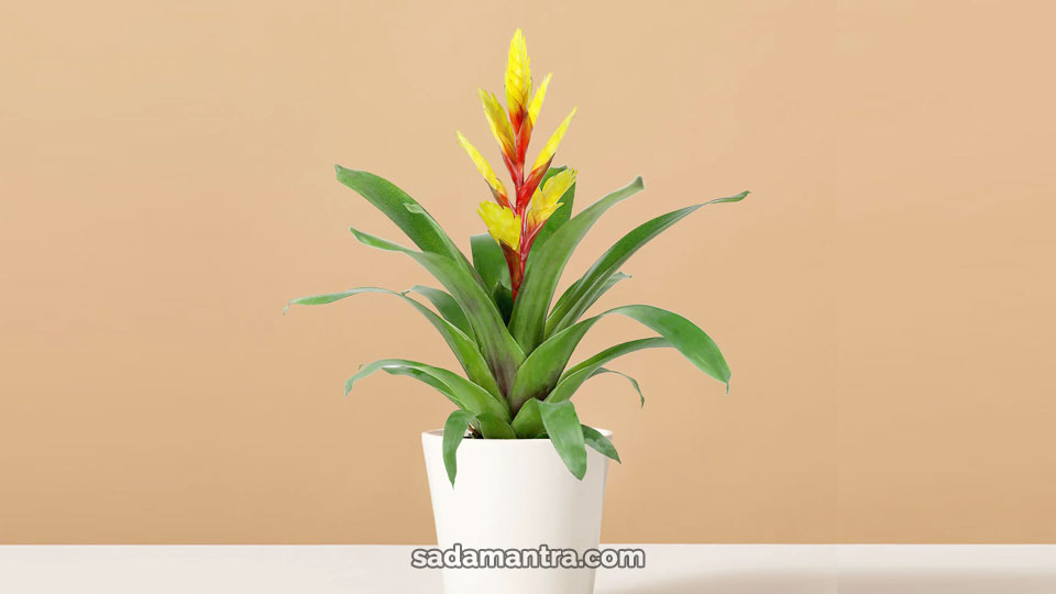bromelia indah vriesea, Bromelia, Bromelia Termahal, Bromelain, Bromeliads, Bromeliad, Bromelia Giant, Bromeliaceae, Bromelia Tricolor, Bromelia kuning, Bromelia pink, Bromelia pink grass, Bromelia Tanaman, Bromelia Indah