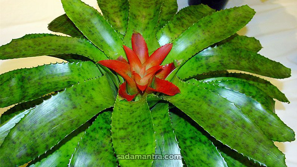 cara merawat bromelia nidularium, bromelia, bromelia termahal, bromelia merah muda, bromelain, bromelia coffee, bromelia hijau, bromeliads, bromeliad, bromelia jagung