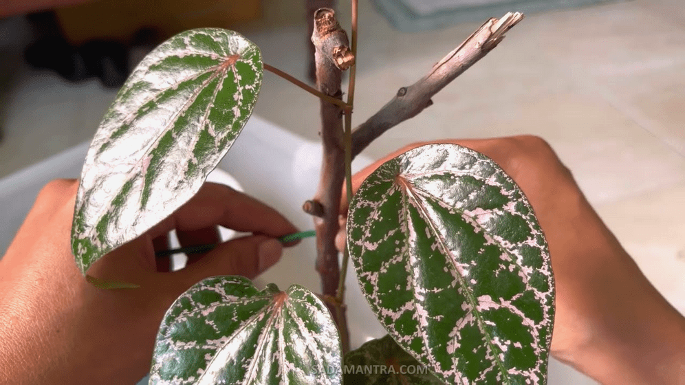 cara tanam sirih merah yg baik, cara menanam sirih merah yg benar, bunga sirih merah, budidaya sirih merah