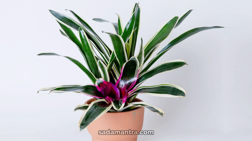 gambar bunga bromelia neoregelia, bunga bromelia, bunga bromelia hijau, bunga bromelia ungu, jenis bunga bromelia, pohon bromelia, bunga bromelia tokek, macam bromelia
