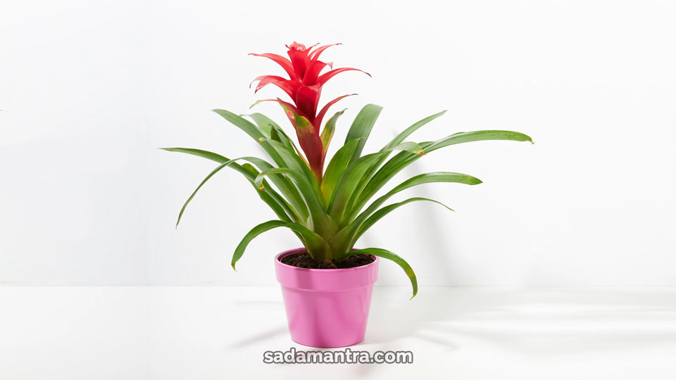 harga bromelia merah guzmania, bromelia, nama nama bromelia, nama latin bromelia, nama lokal bromelia, nama nama jenis bromelia, kenapa bromelia berubah warna