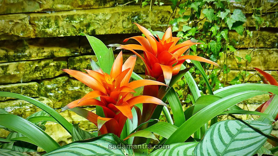 jenis bromelia termahal, bromelia termahal, harga bromelia merah, jenis bromelia termahal, cara merawat bromelia, jenis jenis bromelia, bunga bromelia merah, aneka jenis tanaman bromelia