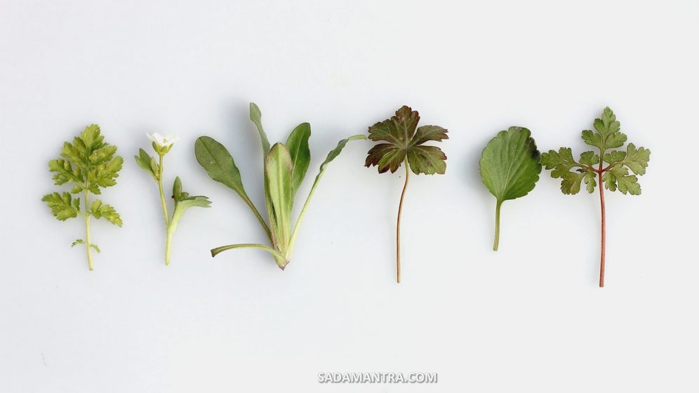 manfaat tanaman obat keluarga,macam macam tanaman obat herbal,obat alami,jenis tanaman obat dan manfaatnya,manfaat tanaman liar untuk obat,jenis-jenis tanama obat,macam macam tanaman obat dan khasiatnya