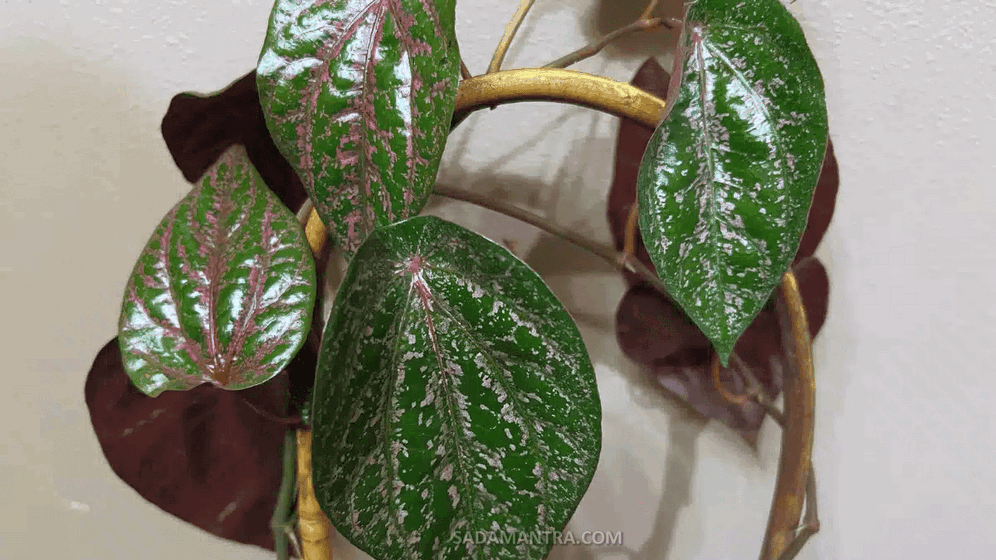 sirih merah manfaatnya untuk apa, sirih merah manfaatnya apa, sirih merah obat apa, daun sirih merah