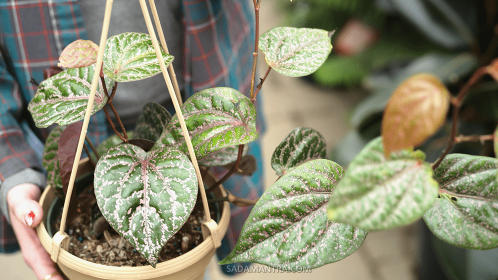 tanam sirih merah yg benar, sirih merah tanaman fungsi, khasiat daun sirih merah dan efek sampingnya, cara mengolah daun sirih merah