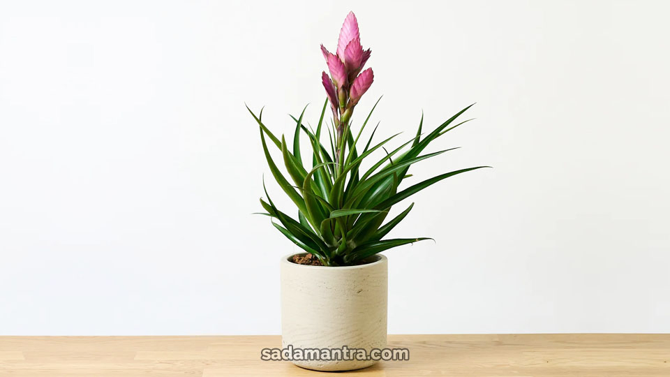 tanaman hias tillandsia antonio, tillandsia, tillandsias, jenis tillandsia, tillandsia butzii, tillandsia ionantha fuego, tanaman tillandsia, jenis tillandsia, tanaman hias tillandsia, jenis tanaman tillandsia, cara menanam tillandsia, jenis jenis tillandsia