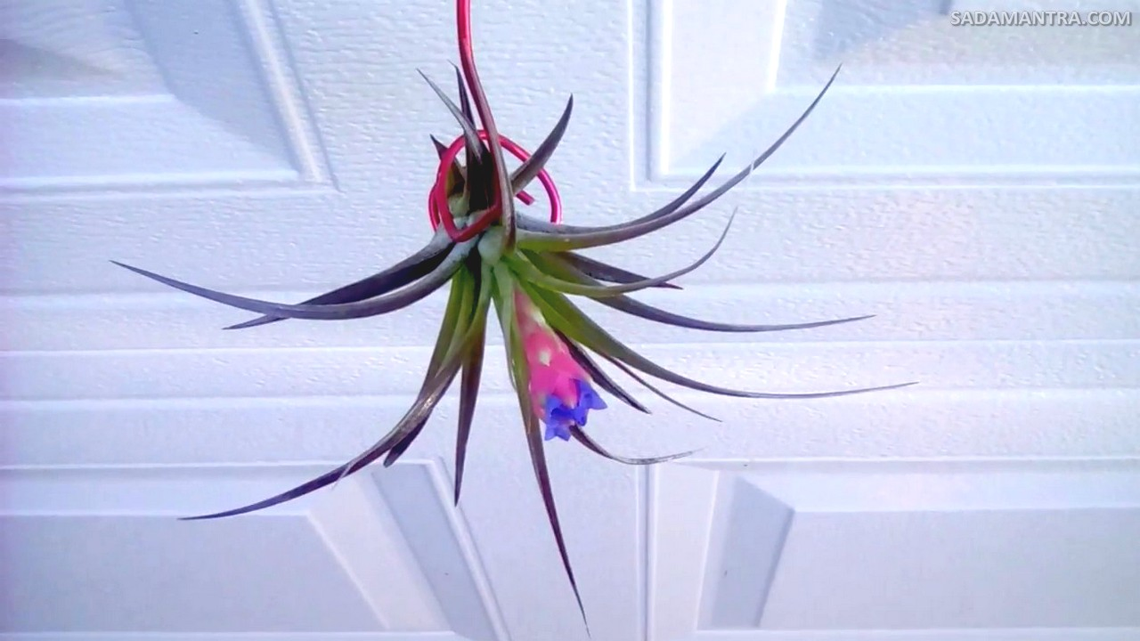 Tanaman Hias Tillandsia Terbaik,tillandsia, tillandsias, Air plant, jenis tillandsia, Senarai, tillandsia adalah, Tillandsia air ferns, tillandsia air plant, tillandsia plant, tillandsia termahal, tillandsias