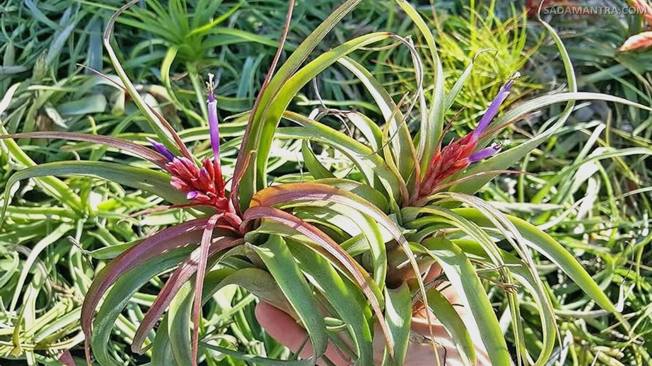Tillandsia Streptophylla Air Plants,tillandsia, tillandsias, jenis tillandsia, tillandsia air plant, tillandsia adalah, tillandsia termahal, tillandsia plant