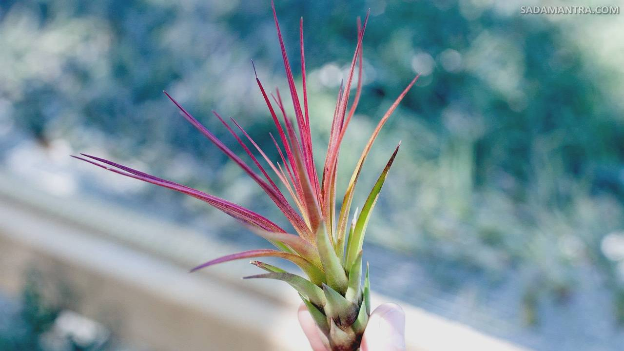 Tillandsia Tricolor v. Melanocrater Care,tillandsia tricolor, tillandsia fasciculata tricolor, tillandsia tricolor moonlight, tillandsia tricolor v. melanocrater, tillandsia tricolor care, tillandsia tricolor melanocrater, tillandsia tricolor cuidados, tillandsia tricolor melanocrater care, tillandsia tricolor flower