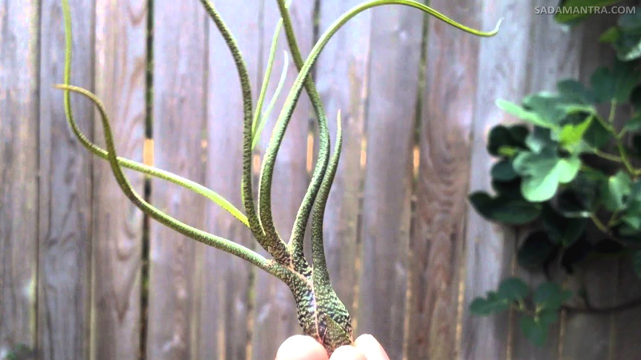 Tanaman Hias Tillandsia Butzii,tanaman hias tillandsia, jenis tanaman tillandsia, cara merawat tanaman tillandsia, cara menanam tillandsia, tillandsia jenggot musa, perawatan tillandsia, jenis jenis tillandsia, tanaman airplant